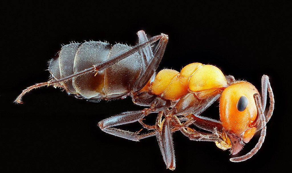 Ant Control service in Wilson, NC