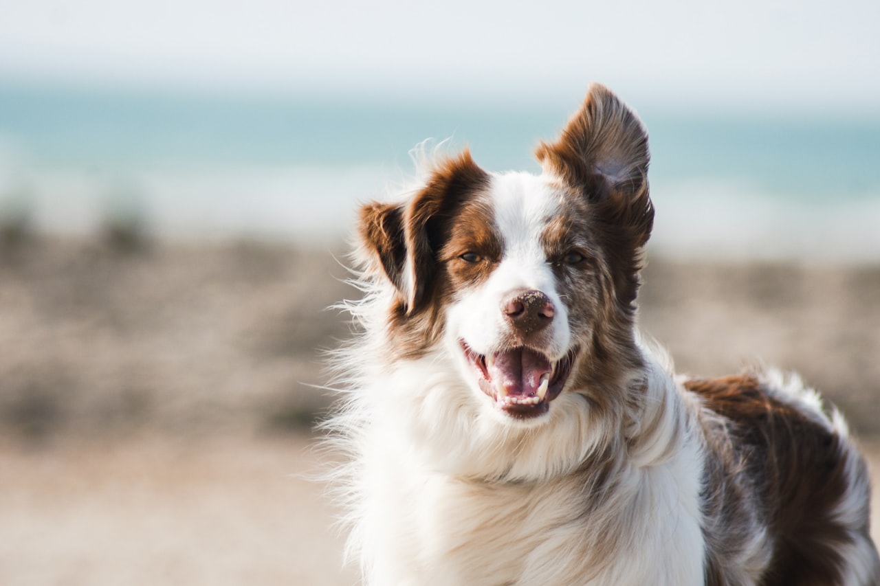 Flea & Tick Control service in Wilson, NC