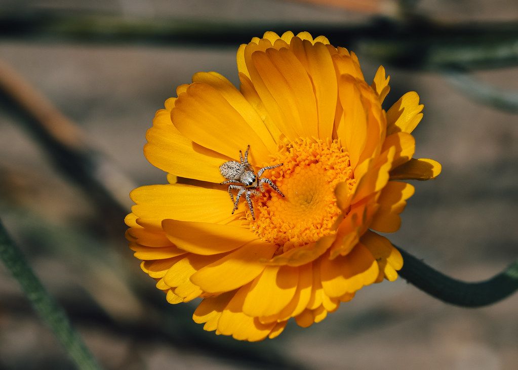 Spider Control service in Wilson, NC